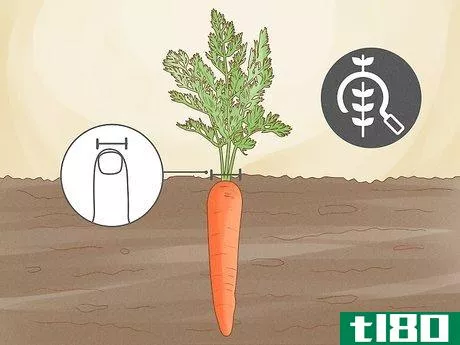 Image titled Harvest Carrots Step 2