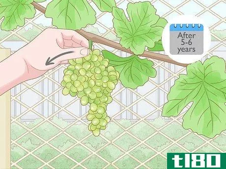 Image titled Grow Grape Vine Cuttings Step 26