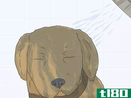 Image titled Groom a Dog's Face Step 12