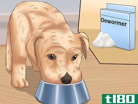 Image titled Identify Different Dog Worms Step 18