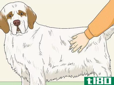 Image titled Identify a Clumber Spaniel Step 10