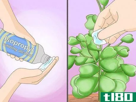 Image titled Get a Hoya Plant to Bloom Step 18