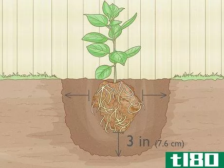 Image titled Grow Pear Trees from Seed Step 18