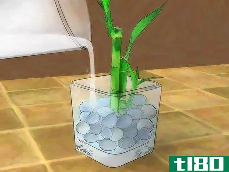 Image titled Grow Lucky Bamboo Step 6