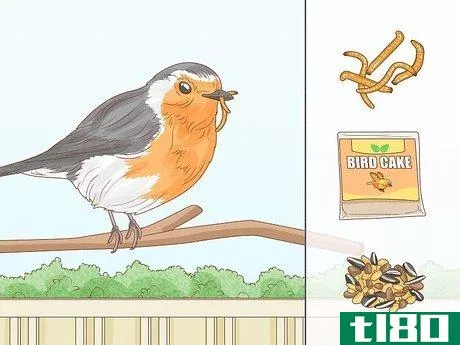 Image titled Identify a European Robin Step 13