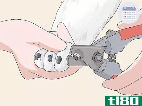 Image titled Groom a Bichon Frise Step 12