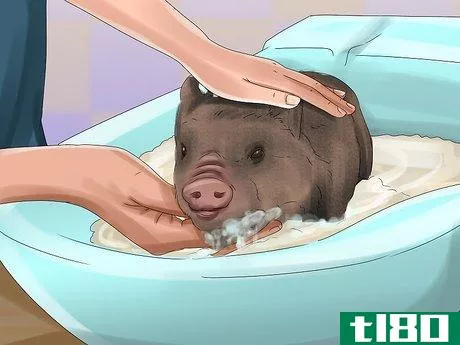 Image titled Have a Potbellied Pig for a Pet Step 17