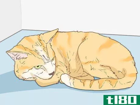 Image titled Help a Deaf Cat Step 1