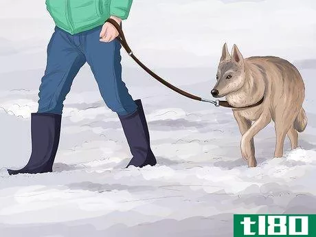 Image titled Keep Your Pets Safe in Winter Step 19