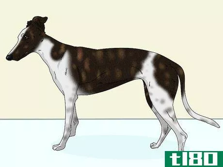 Image titled Identify a Greyhound Step 6
