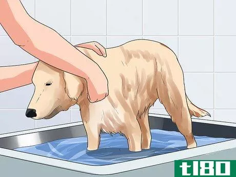 Image titled Get Your Golden Retriever to Shed Less Step 3