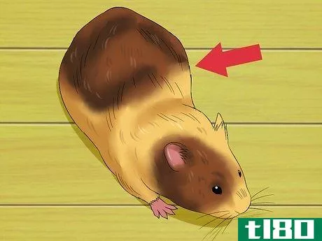 Image titled Know when Your Hamster Is Pregnant Step 5