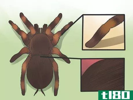 如何识别狼蛛(identify a tarantula spider)