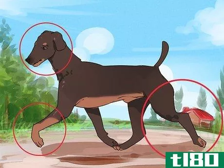 Image titled Improve Your Dog's Show Ring Gait Step 2