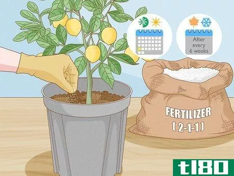 Image titled Grow Lemon Trees Indoors Step 12
