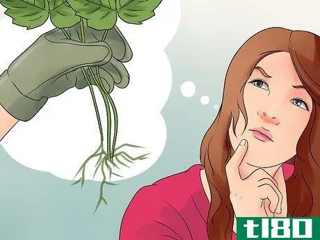 Image titled Get Rid of Poison Ivy Plants Step 5