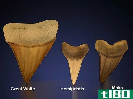 Image titled Identify Shark Teeth Step 14