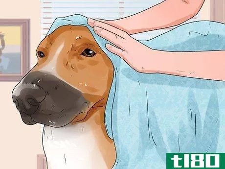 Image titled Groom a Longhair Dog Step 10