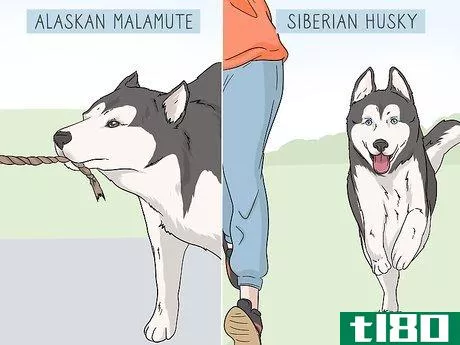 Image titled Identify an Alaskan Malamute from a Siberian Husky Step 7