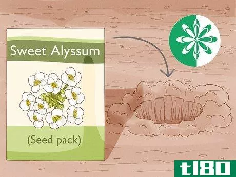 如何种植甜食(grow sweet alyssum)