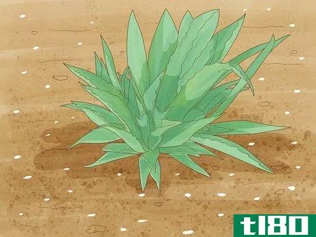 如何种植龙舌兰(grow agave plants)