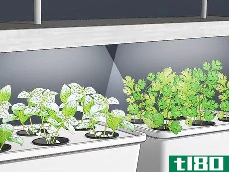 Image titled Grow Hydroponic Vegetables Step 6