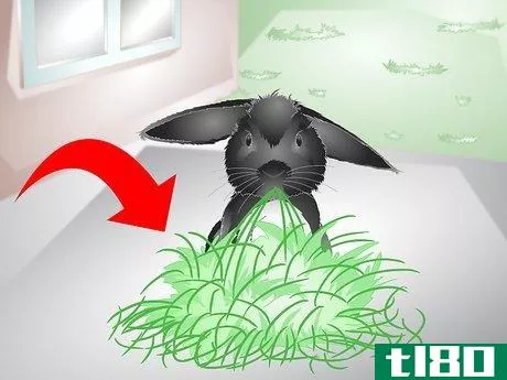 Image titled Keep Your Rabbit Slim Step 8