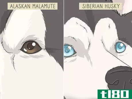Image titled Identify an Alaskan Malamute from a Siberian Husky Step 3