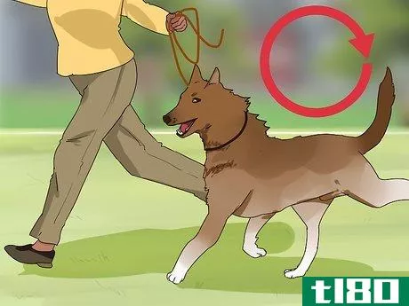 Image titled Improve Your Dog's Show Ring Gait Step 13