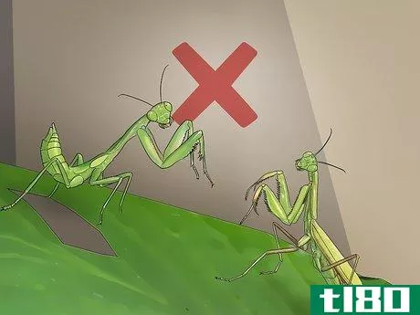 Image titled Catch and Keep a Praying Mantis Step 11