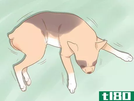 Image titled Know When Your Dog is Sick Step 16