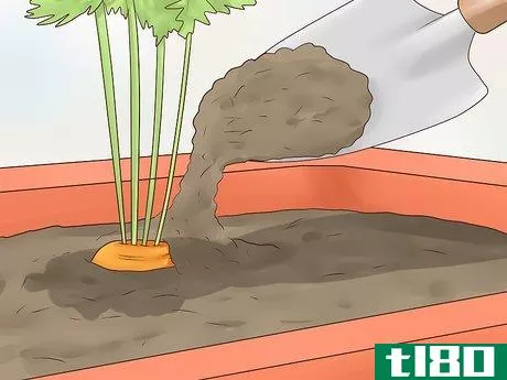 Image titled Grow Carrots in Pots Step 14