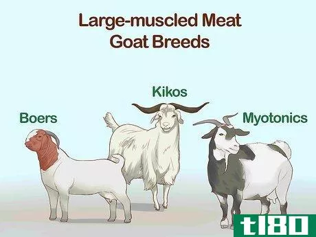Image titled Identify Goat Breeds Step 4