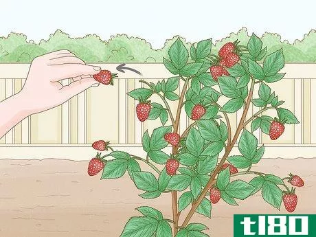 Image titled Harvest Raspberries Step 5