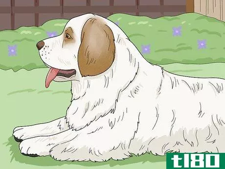 Image titled Identify a Clumber Spaniel Step 16