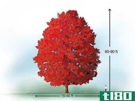 Image titled Identify Common Species of Maple Trees Step 12