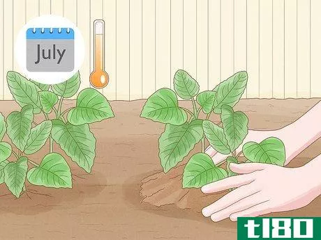 如何种植夏季花园：关于种植什么和什么时候种植的初学者指南(grow a summer garden: the beginner's guide on what to plant and when)
