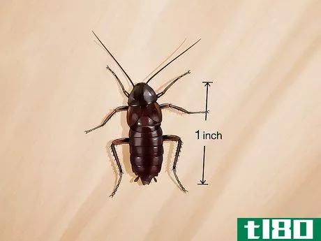 Image titled Identify a Cockroach Step 16