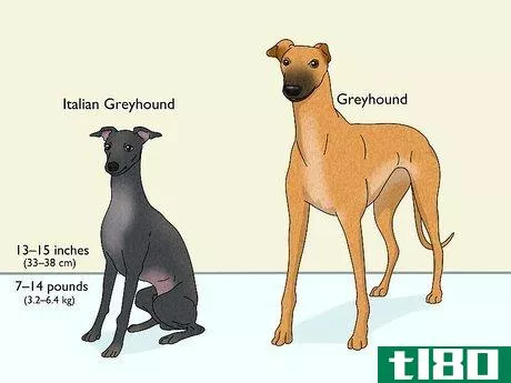 Image titled Identify a Greyhound Step 15