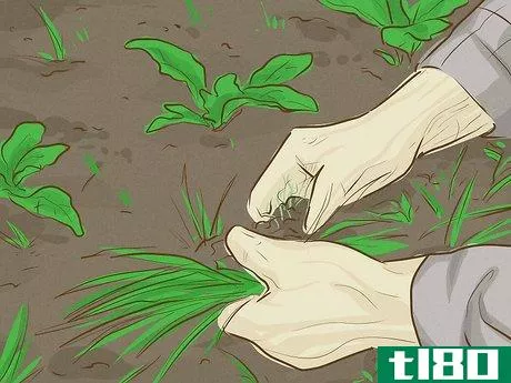Image titled Make Money Growing Vegetables Step 5