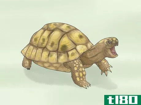 Image titled Identify Turtles Step 12