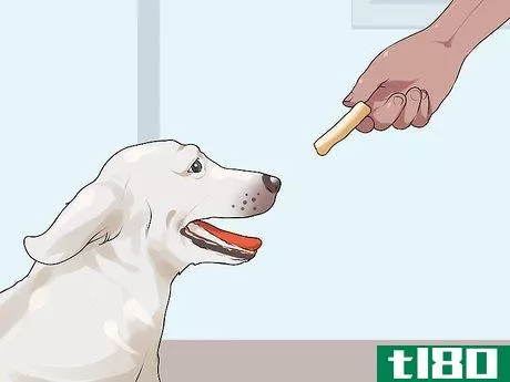 Image titled Have a Successful First Day with a New Dog Step 11