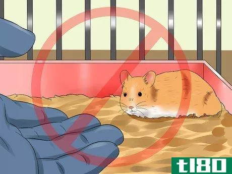 Image titled Hold Your Syrian Hamster Step 9