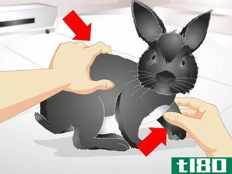 Image titled Keep Your Rabbit Slim Step 14