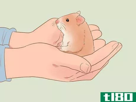Image titled Introduce a New Hamster to Your Home Step 18