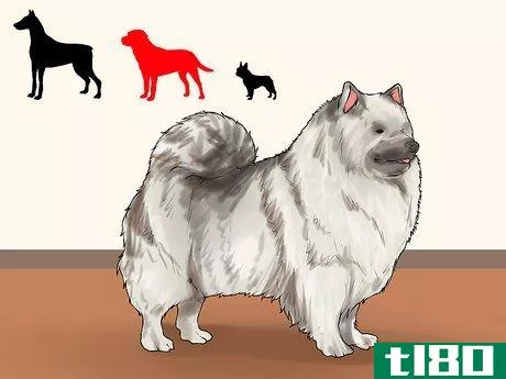 Image titled Identify a Keeshond Step 5