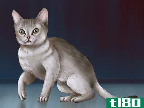 如何识别一只新加坡猫(identify a singapura cat)