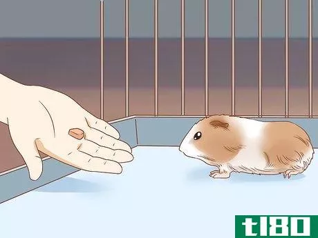 Image titled Get Your Guinea Pig to Eat a Treat Out of Your Hand Step 8