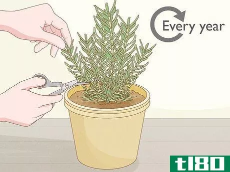 Image titled Grow Rosemary Indoors Step 17