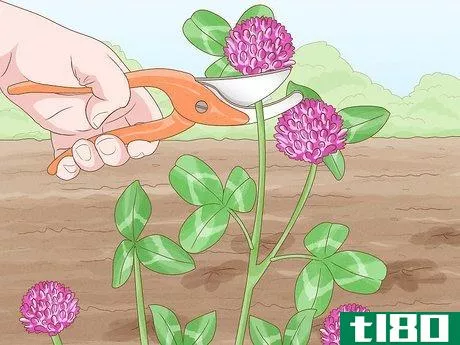 Image titled Grow Red Clover Step 9